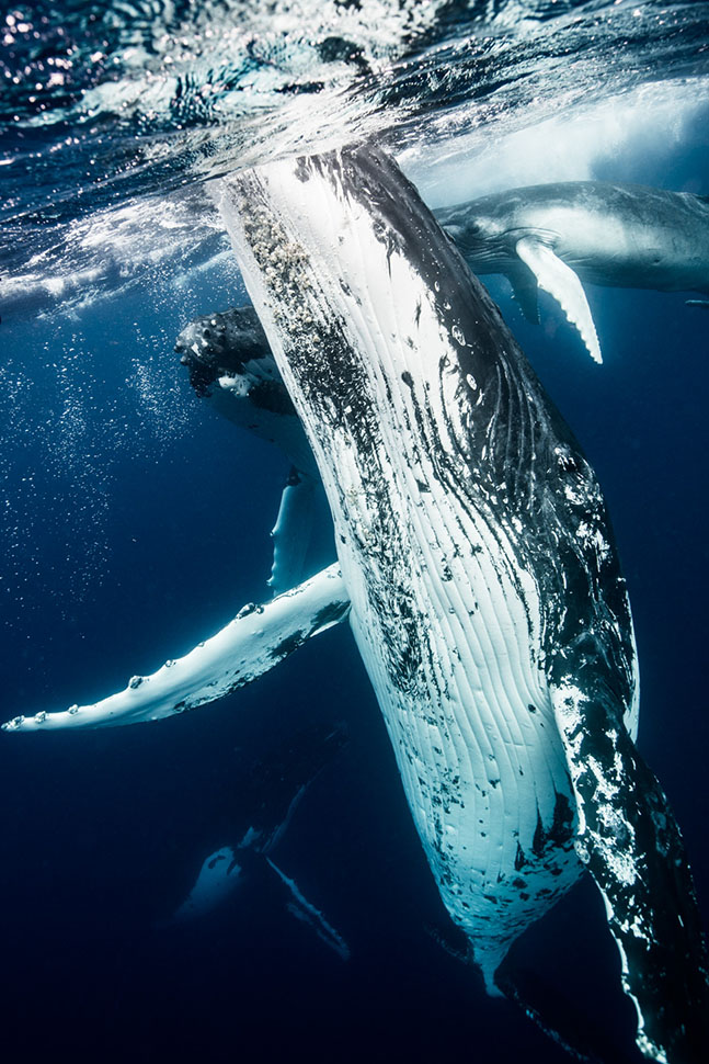 humpback whales location tonga date originated september 2016